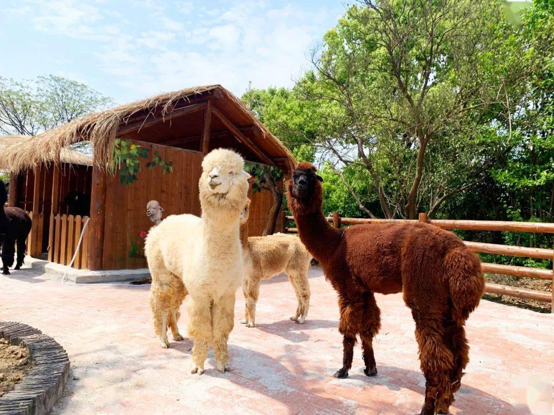  p data-id="t1wvta353xlu">开心萌宠乐园位于义乌市佛堂镇南朱村开心