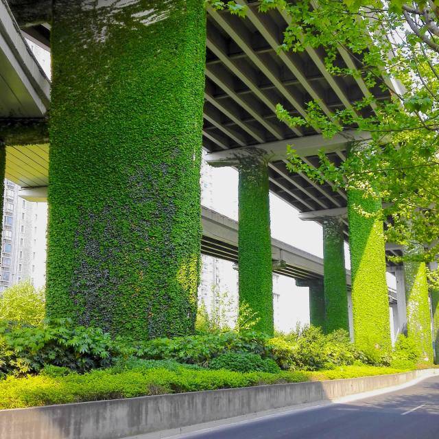 立交桥立体绿化