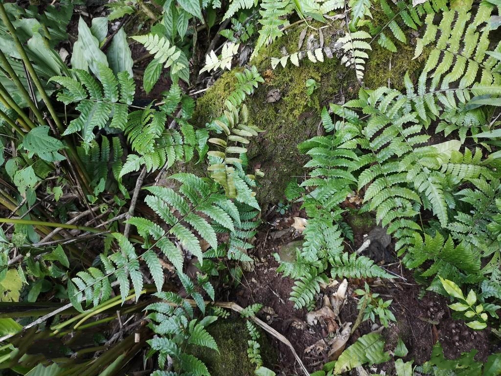  p>中华刺蕨(学名: i>egenolfia sinensis /i> (bak.