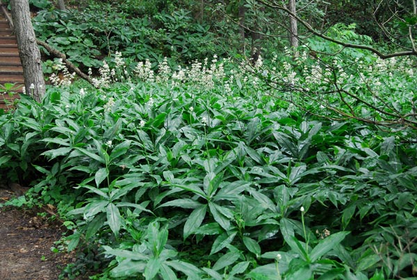  p>杜若(学名: i>pollia japonica /i> thunb.