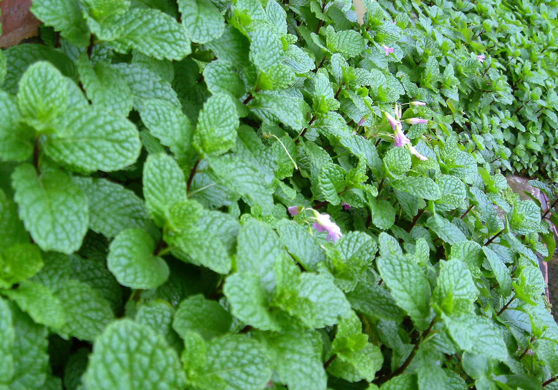  p>灰薄荷(学名:mentha vagans boriss.