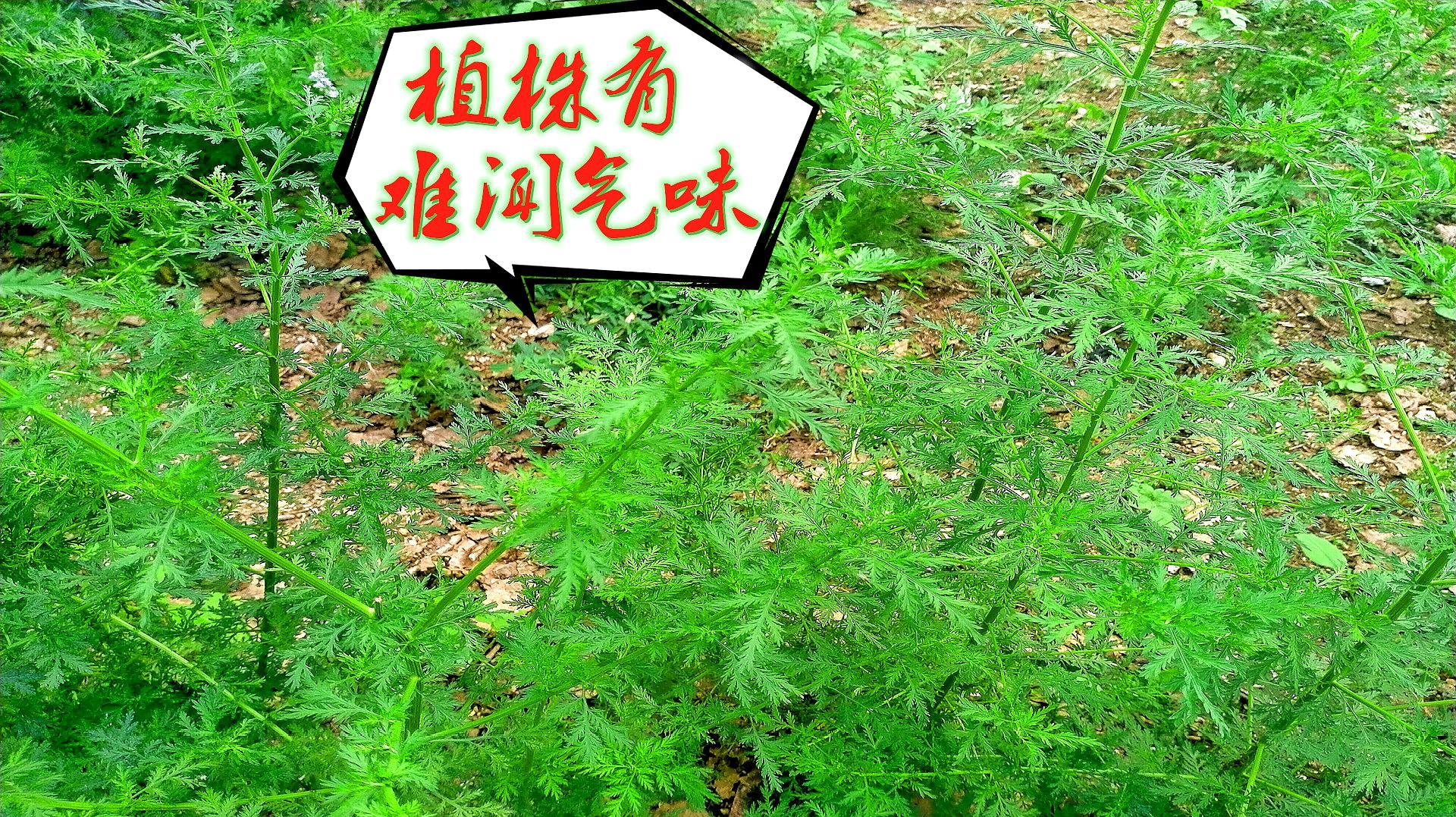 农村一植物臭蒿气味难闻，牛羊不爱，看视频了解吧_科星球_百度百科