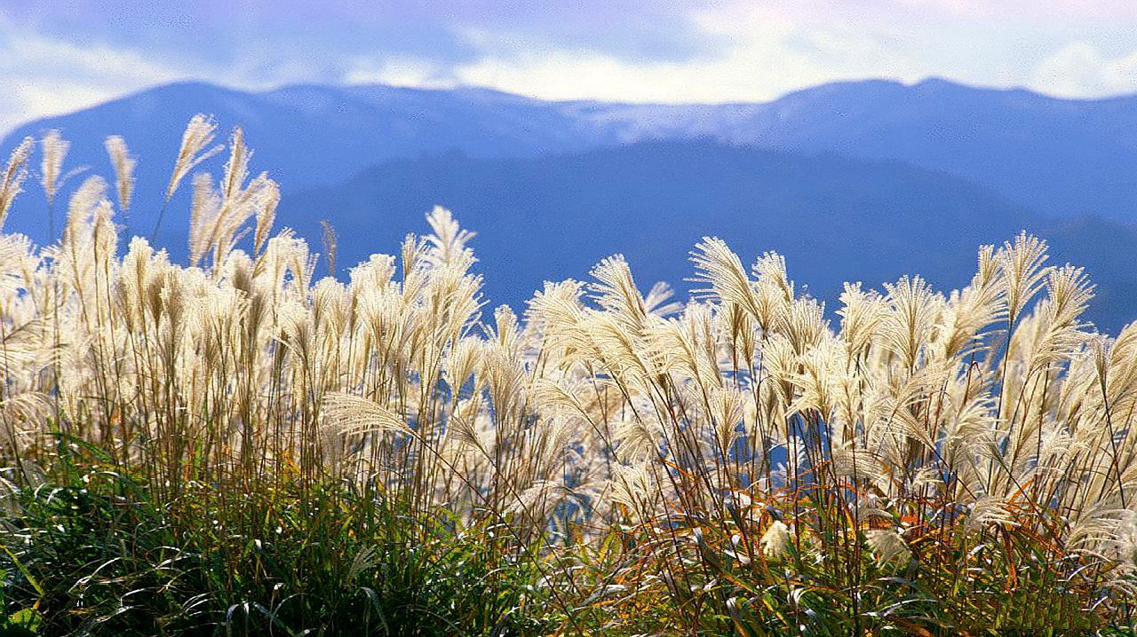 芒（禾本科芒属植物）_百度百科