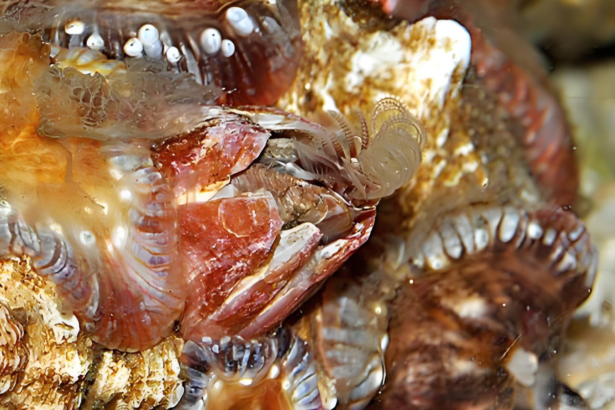 megabalanus rosa)是动物界节肢动物门颚足纲无柄目藤壶科巨藤壶属的