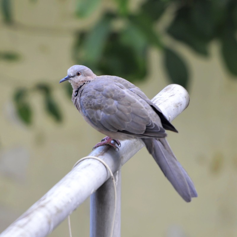斑鸠在中国传统文化中的寓意