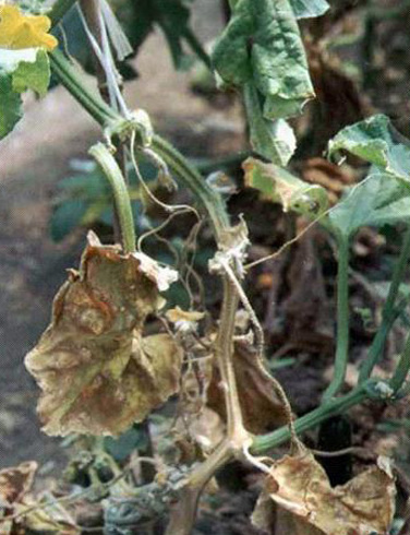  p data-id="gnbsk7q45y">黄瓜枯萎病又名萎蔫病,蔓割病,死秧病,是由