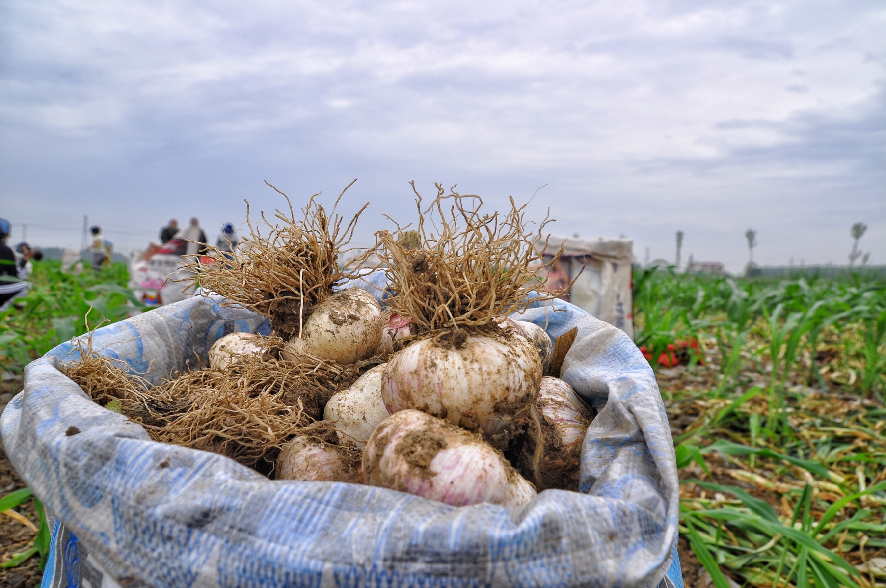  p>宿羊山镇, a target="_blank" href="/item/江苏省/320938" data