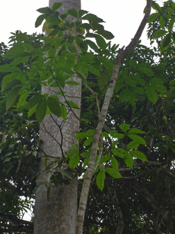 橡胶树_百度百科