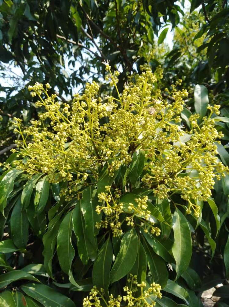 千树万树“荔”花开，南山荔枝密匝繁花难掩干旱之忧_百科TA说