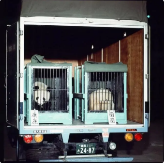 大熊猫兰兰_百度百科