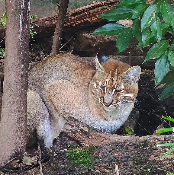  p>金猫(学名: i>pardofelis temminckii /i>)是分布于亚洲热带及亚