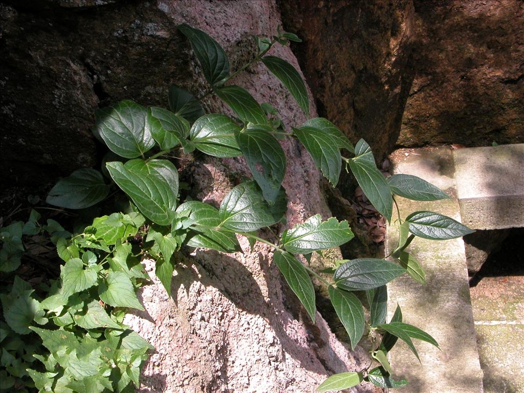  p data-id="go0b4t7174">竹灵消( i>vinceto