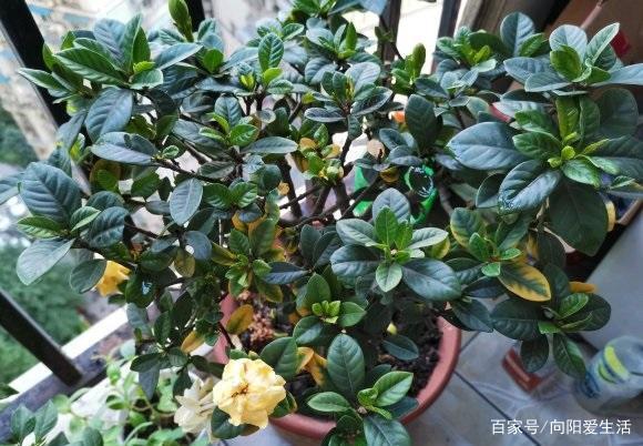 栀子花施肥 用 2种肥 足够 先氮肥后磷肥 白花瓣开满树杈 百科ta说