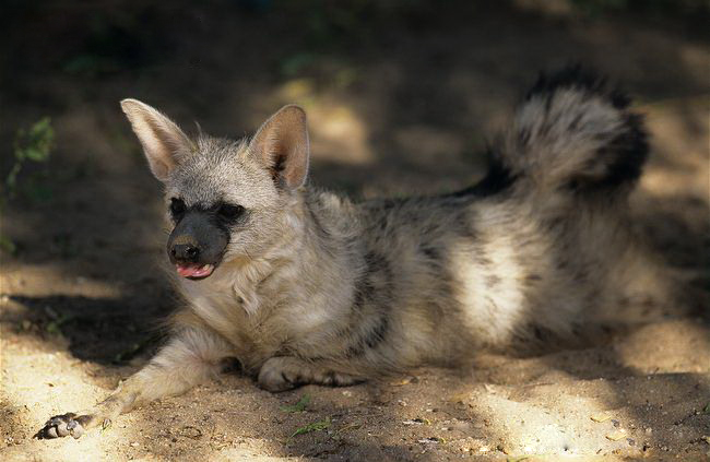  p>土狼(学名: i>proteles cristatus /i>):体长约80厘米,肩部高而