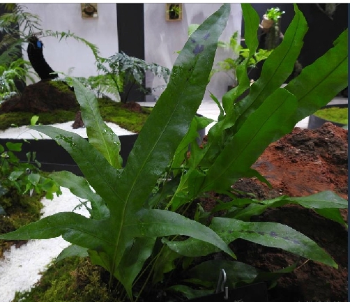 serm)是龙骨科,瘤蕨属 a href="#" data-lemmaid="4028806">附生 /a>