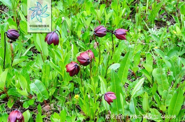  p>紫花百合(学名: i>lilium souliei /i> (franch.