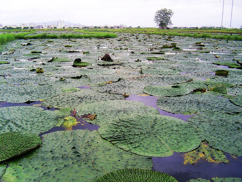 ex konig et sims /a>):睡莲科芡属一年生 a href="#" data-lemmaid=