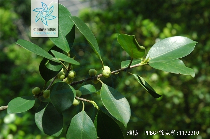  p>雅榕(学名: i>ficus concinna  /i>miq.