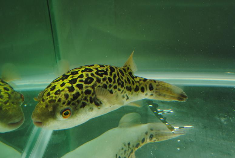  p>黄金豹纹狗头,别名大怪金;皇冠豹纹狗头;沙巴狗头.