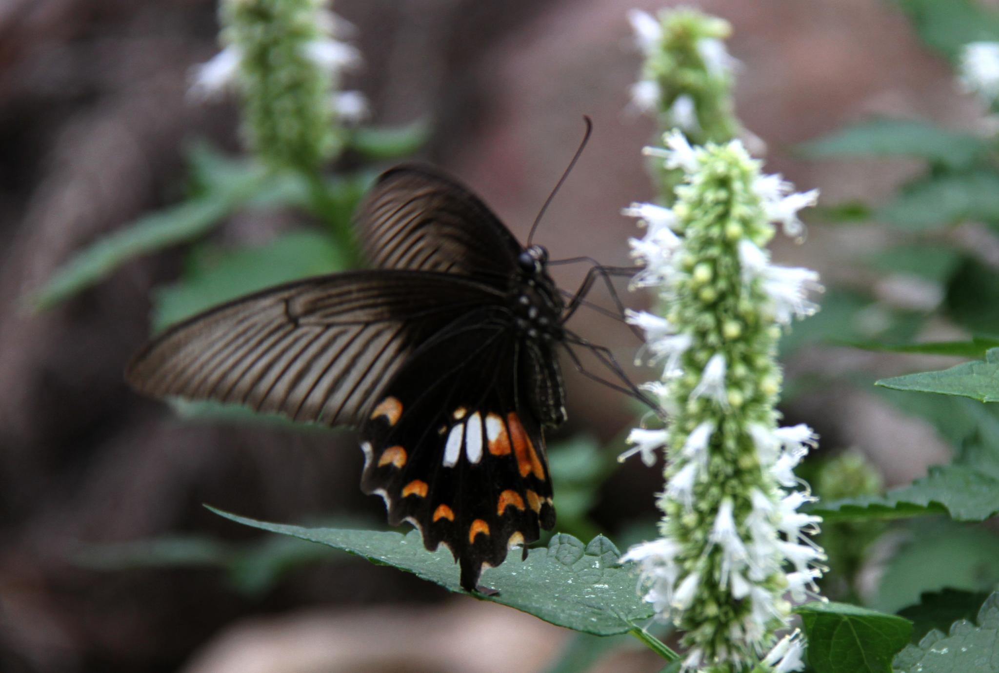 p>玉带凤蝶 i>(学名:papilio polytes) /i>是凤蝶属美凤蝶亚属的一个
