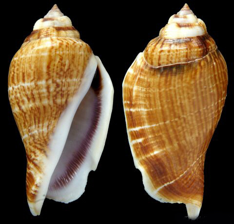  p>驼背凤凰螺(学名: i>gibberulus gibberulus gibbosus /i>):成贝长