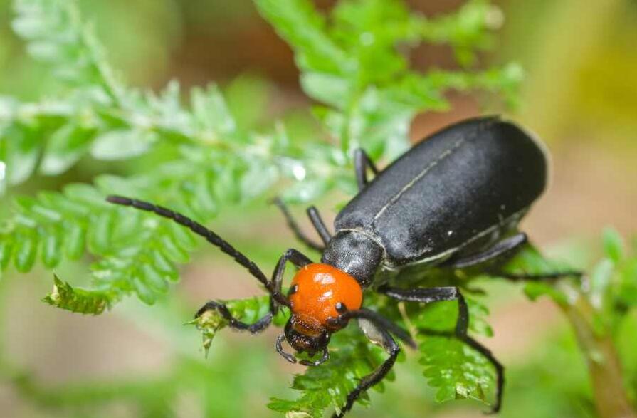  p>昆虫名,为鞘翅目, a href="#" data-lemmaid="2848481">芫菁科 /a>