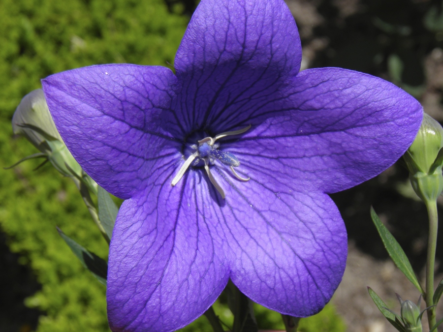 platycodon grandiflorus
