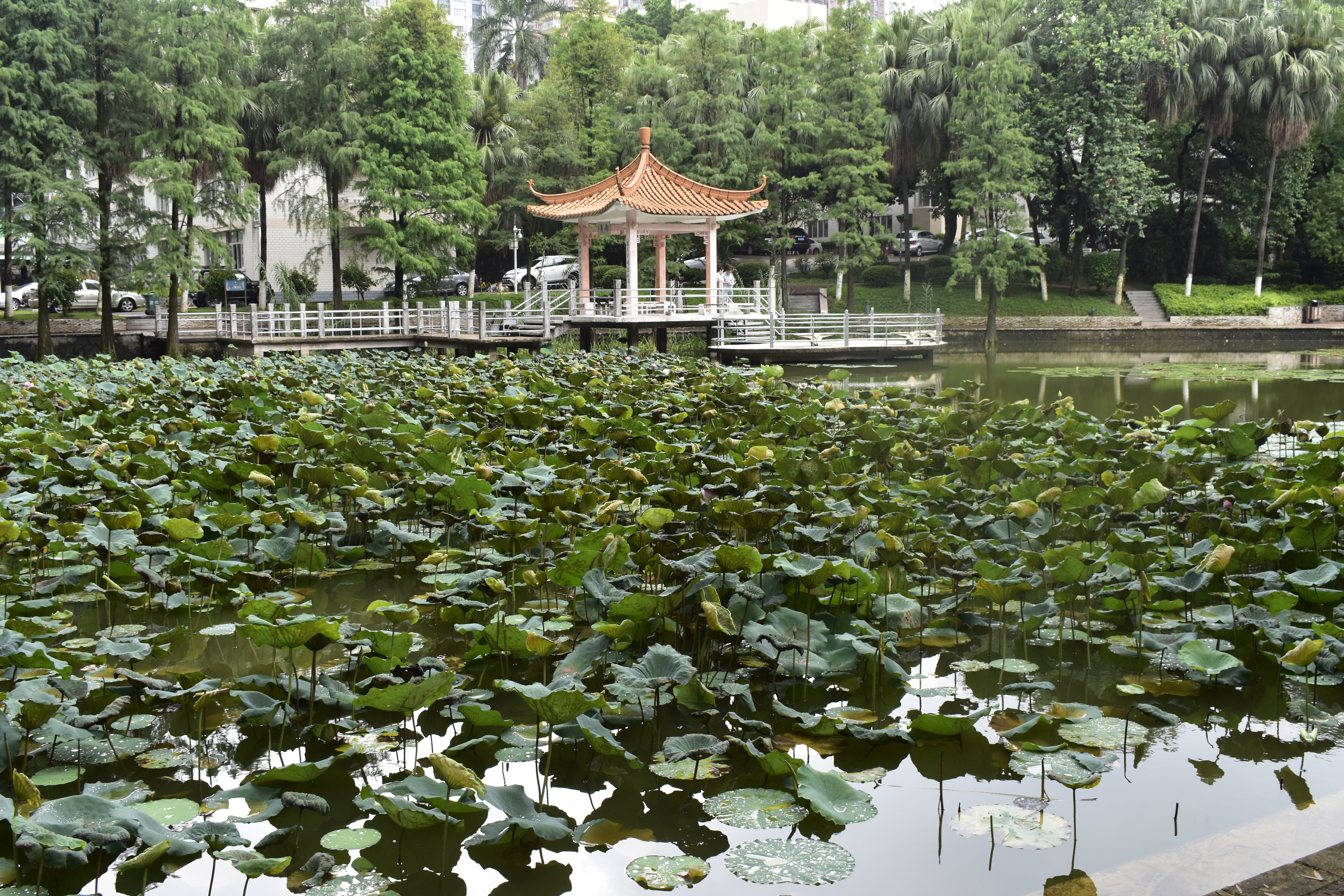 暨南大学