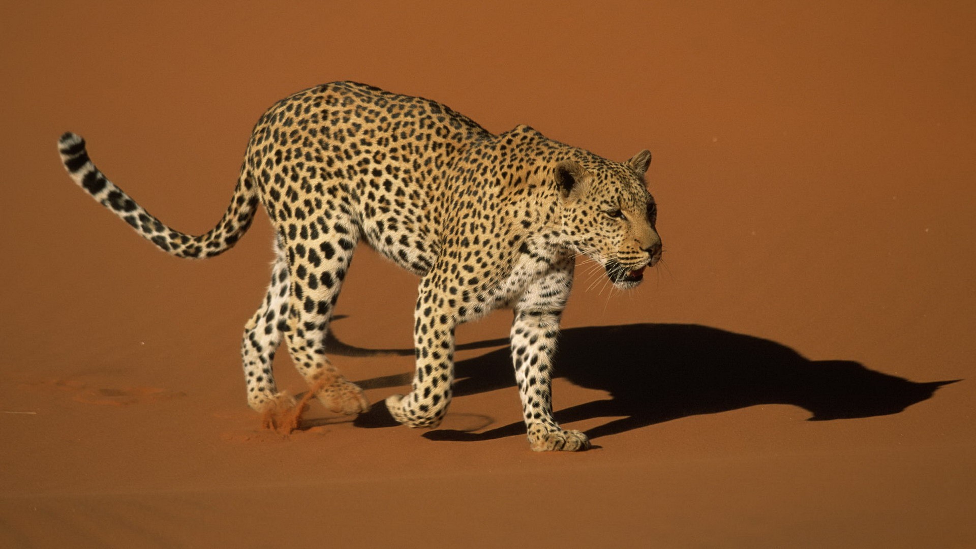  p data-id="gnt5ex9w2y">脊椎动物(vertebrate)是指有脊椎骨的动物