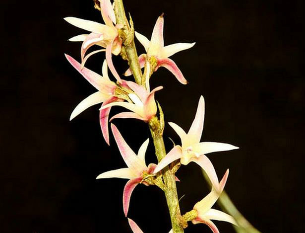  p>香花毛兰(学名: i>eria javanica /i>  (sw.) bl.