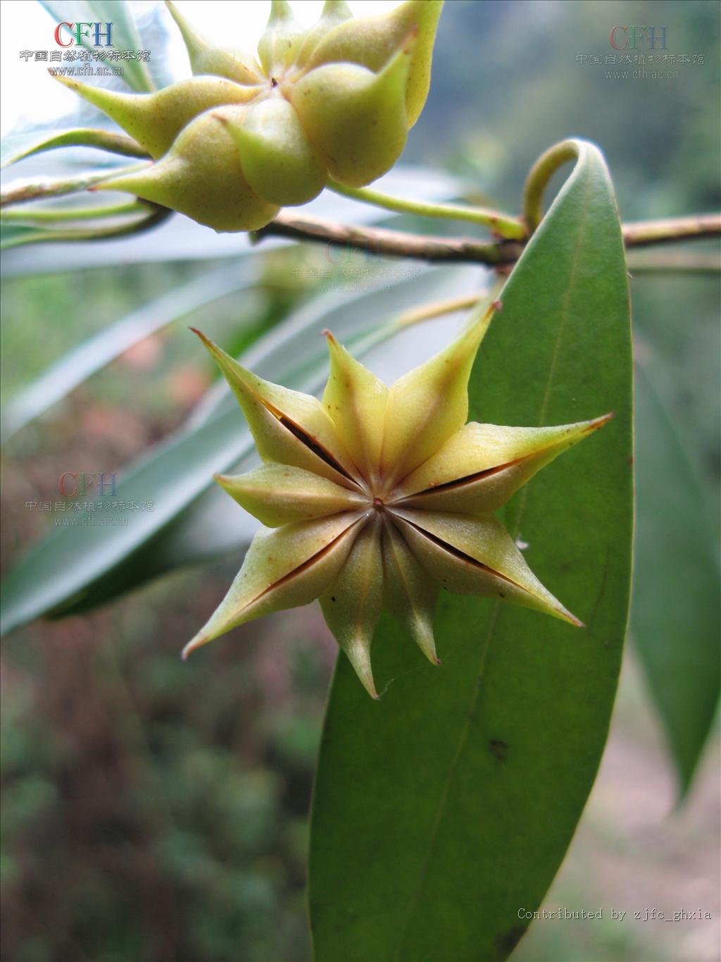 茴香,(学名: i>illicium henryi /i>)又名:山木蟹,木蟹,山桂花,大茴