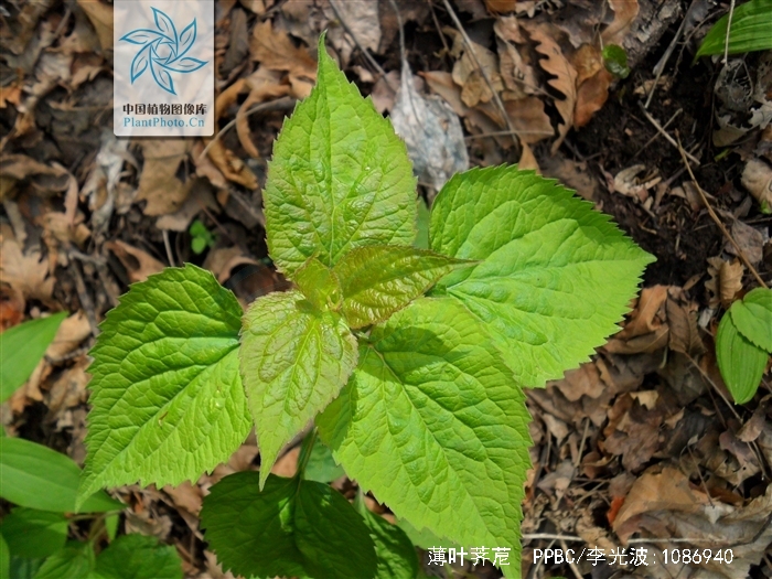  p>薄叶荠苨〔拉丁学名: i>adenophora remotiflora /i> (sieb.