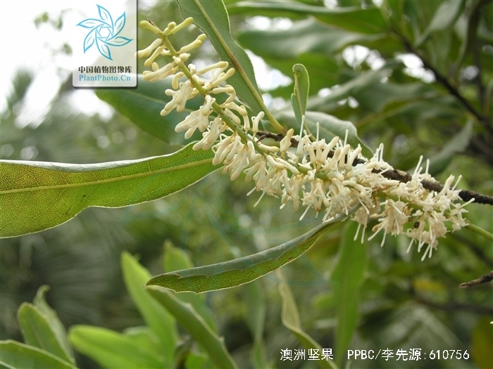 macadamia ternifolia f. muell.