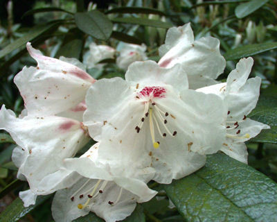  p>褐毛杜鹃(学名: i>rhododendron wasonii /i> hemsl. et wils.