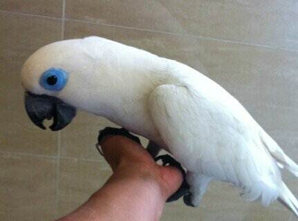  p>蓝眼巴丹鹦鹉(非一般国内说的 a target="_blank" href="/item/蓝