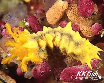  p>黄刺参,也叫黄疣海参,属于海参科,比较难饲养,性情温和,杂食,主要