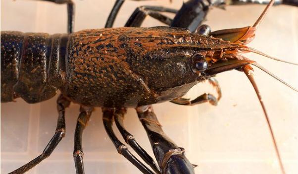  p>马龙螯虾(cherax cainii-marron),世界第三大淡水螯虾,生活在澳洲