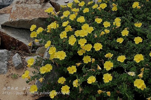  p>海边月见草(学名:oenothera drummondii hook.
