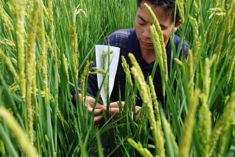  p>远缘杂交就是不同种间属间甚至 a href="#" data-lemmaid="5549359