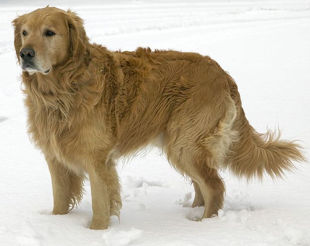  p>普通家犬,也称"家狗",是最常见的犬科 a target="_blank" href="