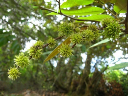 栲（壳斗科锥属植物）_百度百科
