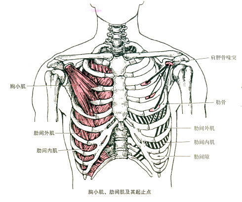 胸小肌 百度百科