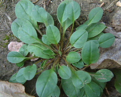 地菜 /b>(学名: i>trigonotis compressa /i>)是紫草科附地菜属的植物