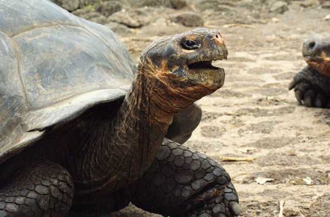 galapagos giant tortoise
