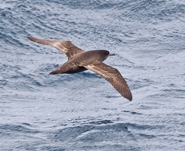  p>短尾鹱(学名: i>puffinus tenuirostris /i>)为鹱科剪水鹱属的鸟类