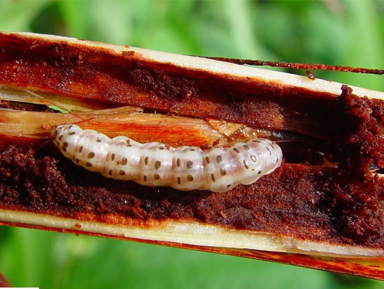 甘蔗钻心虫