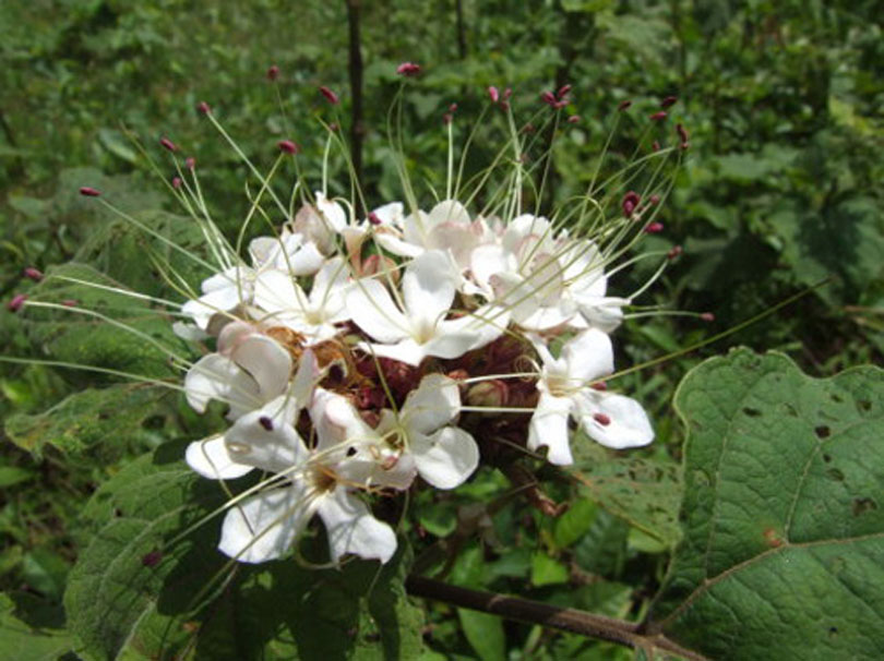  p data-id="tzamtllimhqb">臭茉莉唇是形科大青属 a target="_blank"