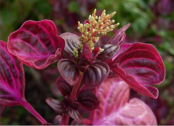 为苋科植物血苋 i>iresine herbstii /i> hook.f.的全草.