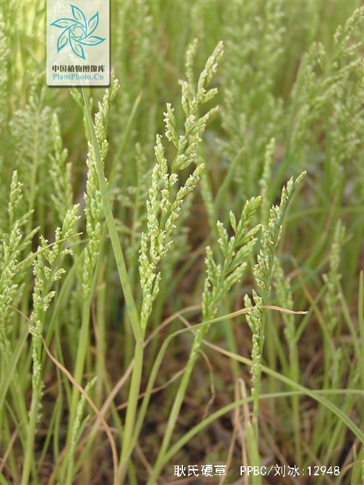  p>耿氏硬草(学名: i>sclerochloa kengiana /i> (ohwi) tzvel.