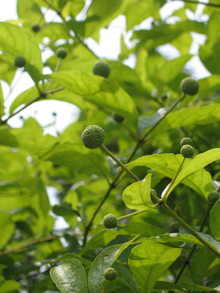 风箱树